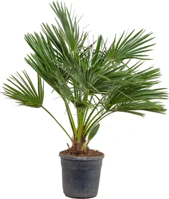 Zdjęcie produktu dla Bloomique - Chamaerops Humilis - Palma karłowata europejska - Palma mrozoodporna - Rośliny ogrodowe - 80-100 cm wysokości - Doniczka 24 cm