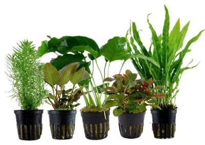 Produktbild von Pflanzen Set mit 5 Mittelgrund Topf Aquarium Wasserpflanzen AquaOne Nr.114