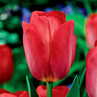 Zdjęcie produktu dla Tulipan Triumph Van Eijk 5 szt. Tulipany Cebulki Tulipanów Cebule