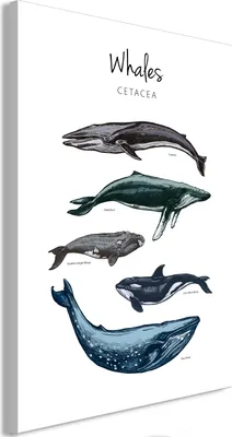 Produktbild von Vliesstoff Leinwandbild - Whales (1 Part) Vertical 60x90 cm Tiere g-C-0244-b-a
