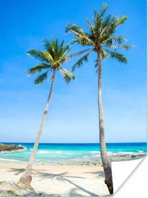 Produktbild von MuchoWow® Poster Palme - Sommer - Tropisch 120x160 cm - Wandbilder
