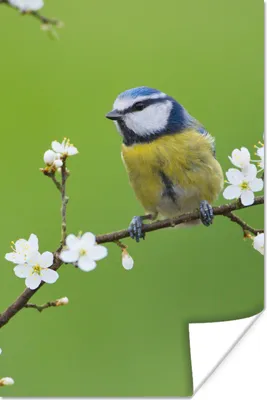 Produktbild von MuchoWow® Poster Blaumeise - Zweig - Blumen - Blühende Zweige - Vogel 60x90 cm - Wanddekoration