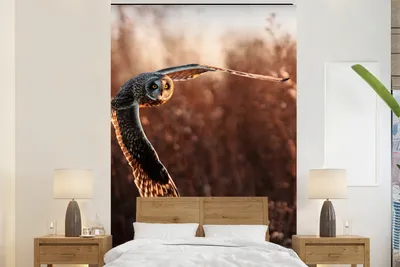 Produktbild von MuchoWow® Fototapete für Wohnzimmer oder Schlafzimmer Wandtapete Vinyl Motivtapete Vogel - Eule - Sonnenuntergang - Natur - 180x280 cm - Wallpaper