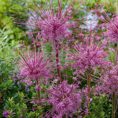 Produktbild von Allium Zwiebeln Winterhart Mehrjährig - Schubertii - 5 Blumenzwiebeln - Allium Giganteum Zwiebeln - Duftende Pflanzen aus Holland für Garten, Topf (große Knollen, kein Samen, nicht künstlich)