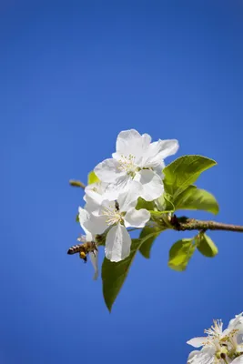 Produktbild von Malus 'Butterball', Zierapfel, gelb, 80–100 cm