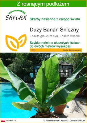 Zdjęcie produktu dla SAFLAX - Duży Banan Śnieżny - 10 Nasiona - Z podłożem uprawowym wolnym od zarazków - Ensete glaucum syn. Ensete wilsonii