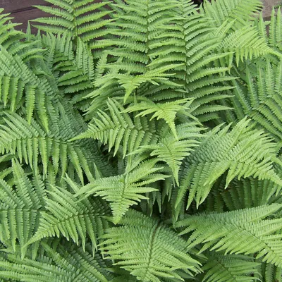 Produktbild von 6 x Wurmfarn - Dryopteris filix-mas  | Topf 9cm x 9cm