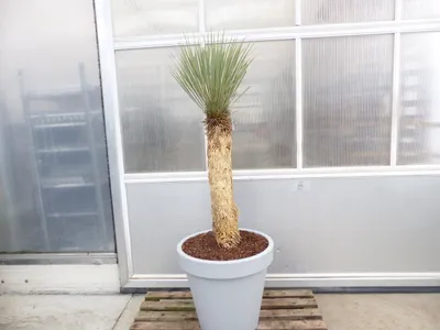 Produktbild von Yucca Rostrata  Mexico, Palme, 170 cm, Stamm 78 cm winterhart