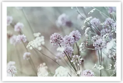Produktbild von Poster - Poster ohne Rahmen - Wiese Knoblauch Blume - 91,5x61 cm - Wand Bild - Wanddeko - Wandbilder - Kunstposter - Wandposter - Bilder - Kunstdruck - Wanddekoration - Wandbild - P2XAA91x61-4177