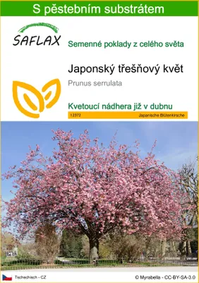 Obrázek produktu pro SAFLAX - Japonský třešňový květ - Prunus serrulata - 30 Semena - S pěstebním substrátem bez klíčků