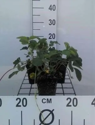Obrázok produktu pre 6 x Fragaria (a) 'Pink Panda' ('frel') - Divoká jahoda - kvetináč 9 x 9 cm
