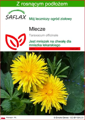 Zdjęcie produktu dla SAFLAX - Mlecze - 200 Nasiona - Z podłożem uprawowym wolnym od zarazków - Taraxacum officinale