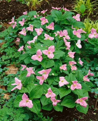 Produktbild von Trillium erectum, Rote Dreizackblume, ca. 9x9 cm Topf