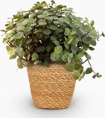 Immagine prodotto di Calissia repens, pianta da appartamento con vaso a cesto Ø 12 cm, altezza 17-20 cm, adatta agli animali domestici