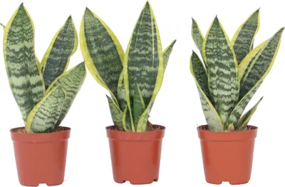 Produktbild von Bogenhanf - 3 Stk - Sansevieria 'Futura Superba' - Höhe 35-40cm - ⌀12cm