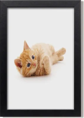 Produktbild von Bild 20x30 MDF-Rahmen, Wandkunst Kleine rote Katze