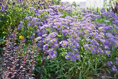 Zdjęcie produktu dla Frikart-Aster "Mönch", odmiana doniczkowa - Aster x frikartii