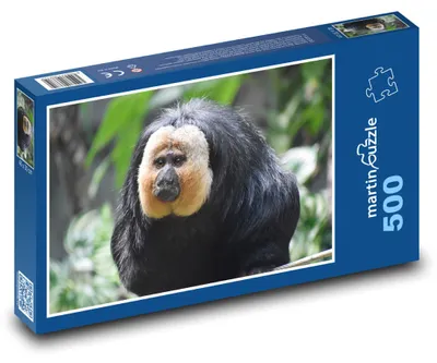 Obrázek produktu pro Puzzle 500 Chvostan bělolící - opice - martinpuzzle