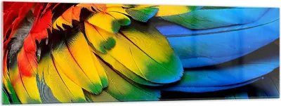 Produktbild von Bilder auf glas - Feder Papagei Vogel - 160x50cm - Glasbilder - Wandbilder - Kunstdruck - zum Aufhängen bereit - Wanddekoration aus Glas - Glas Bilder - Wandbild auf Glas - Einteilig - GAB160x50-3428