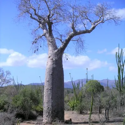 Obrázek produktu pro Za-Baobab (Adansonia za) - 5 Samen