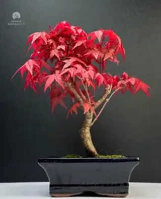 Produktbild von Bonsai - Bonsai baum Japanischer Fächerahorn - Acer (Ahorn) Deshojo bonsai bäume/Japanische Ahorne/mit roten Blättern/baum ist 25-30 cm hoch