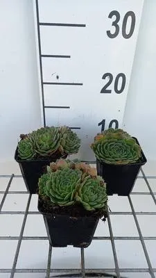 Obrázok produktu pre 6 x Sempervivum grandiflorum - Domový koreň - kvetináč 9 x 9 cm