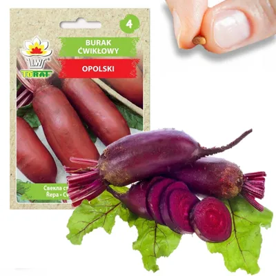 Produktbild von Toraf Gemüsesamen Rote Bete Oblong, Packung 10g