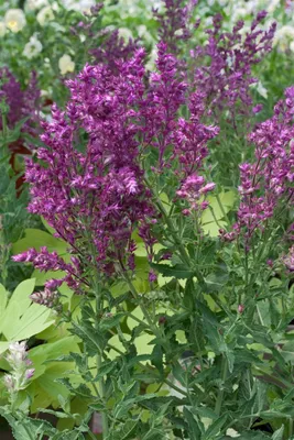 Produktbild von Salvia nemorosa 'Schwellenburg', Steppensalbei, violett, ca. 9x9 cm Topf
