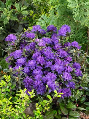 Produktbild von Rhododendron russatum 'Enziana', blauviolett, 30–40 cm