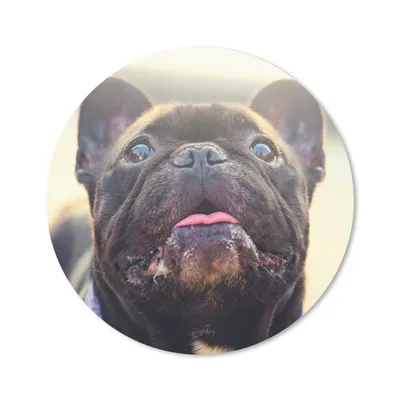 Produktbild von MuchoWow® Mauspad Mousepad Französische Bulldogge - Schwarz - Sonne 20x20 cm - Mousepads - Maus Mat - Pad - Mausunterlage - Schreibtischmatte
