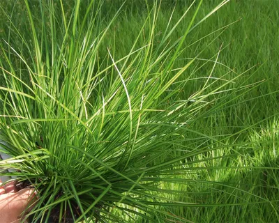 Produktbild von Carex brunnea 'Lemon' – Garten-Segge - Immergrünes Ziergras im 12 cm Topf, winterhart & pflegeleicht - 12 cm