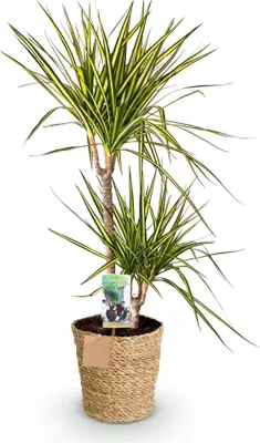 Immagine prodotto di Dracaena Sunray - 90-100cm - 21cm con cesto - Dracaena facile da curare