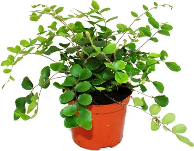 Produktbild von Pellaea rotundifolia - Pelle- oder Urweltfarn - 9cm Topf
