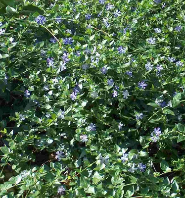 Produktbild von 120 Vinca odrezky zemný kryt, stálezelený