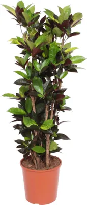 Produktbild von Zázračný keř - Codiaeum Iceton Croton Iceton - pokojová rostlina - 140 cm - ø27cm