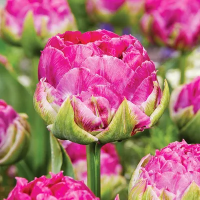Zdjęcie produktu dla Tulipan Pełny Wicked in Pink 5 szt. Tulipany Cebulki Tulipanów Cebule