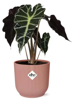 Immagine prodotto di Alocasia 'Polly' in ELHO Vibes Fold rosa - 35-45cm - Ø14cm - Pianta d'appartamento - Sempreverde