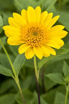 Produktbild von Helianthus decapetalus 'Capenoch Star', Stauden-Sonnenblume, gelb, ca. 11x11 cm Topf