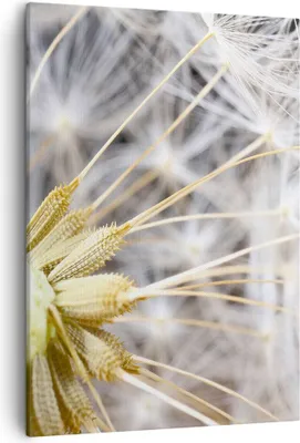 Produktbild von Bild auf Leinwand - Leinwandbild - Einteilig - Baby Sommer Pflanze - 50x70cm - Wand Bild - Wanddeko - Wandbilder - Leinwanddruck - Wanddekoration - Leinwand bilder - Wandbild - PA50x70-3630