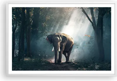 Produktbild von Gerahmtes Poster - Weißer Rahmen - elefant natur - 91,5x61 cm - Wand Bild - Wanddeko - Wandbilder - Kunstposter - Wandposter - Bilderrahmen - Bilder - Kunstdruck - Wandbild - P2WAA91x61-3972