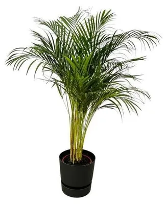 Image de Areca, plante d'intérieur, diamètre 24 cm, hauteur 130 cm