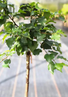 Obrázek produktu pro Bříza kulovitá Betula pendula Magical Globe Lollypop bříza Výška kmene 80 - 100 cm