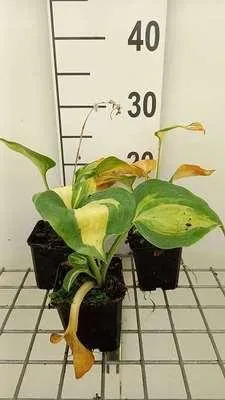 Productafbeelding van 6 x Hosta sieboldii 'Great Expectations' - Hosta - Pot van 9 x 9 cm