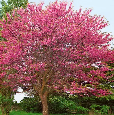 Produktbild von Cercis siliquastrum, Judasbaum, 60–80 cm