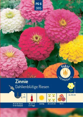 Artikelbild 1 von 'Zinnie Dahlienblütige Riesen' aus der Kategorie Zinniensamen