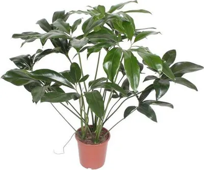 Obrázek produktu pro Baumfreund - Philodendron Green Wonder - pokojová rostlina - 120cm - Ø27cm