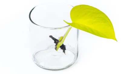 Obrázok produktu pre Gardners Epipremnum Neon (Golden Potos) - odrezky na zakorenenie