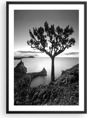 Produktbild von Gerahmtes Poster - Schwarzer Rahmen - Baum Schwarzweiß Ansicht - 50x70 cm - Wand Bild - Wanddeko - Wandbilder - Wandposter - Bilderrahmen - Bilder - Kunstdruck - Wandbild - P2BPA50x70-4297