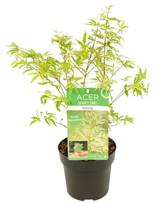 Produktbild von Acer Palmatum Butterfly, Japanischer Ahorn, 40-50 cm, Topf 15 cm