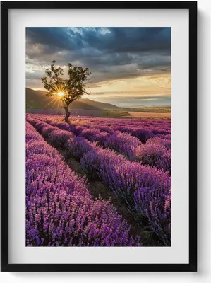 Produktbild von Landschaft eines Lavendelfeldes– Wandbild mit Rahmen – Gerahmtes Bild  – Wanddekoration – 50x70 cm –  Schwarz Rahmen